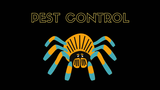 Spider Control - What Are The Odds