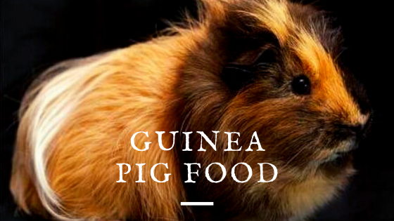 Are Guinea Pigs Good Pets? Let’s Find Out! - What Are The Odds