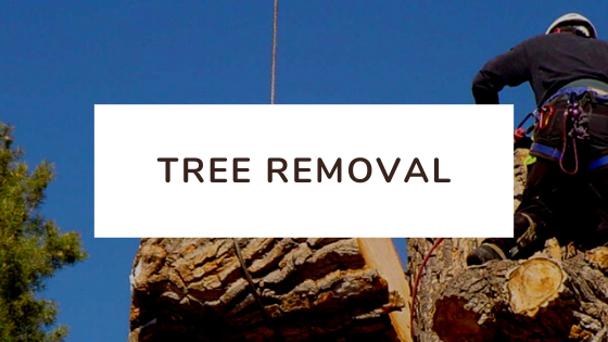 Tree Removal Services Benefits