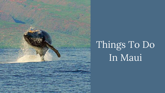 Maui Activities - Fun things to do in Maui - What Are The Odds