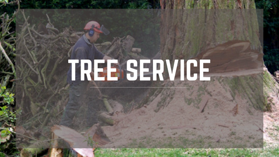When Do You Need a Tree Service?