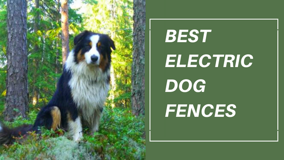 Electric Dog Fences