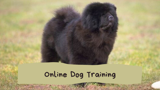 How to Choose the Right Online Dog Training Course