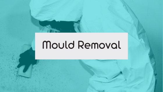 Mold Removal In Sydney - What Are The Odds