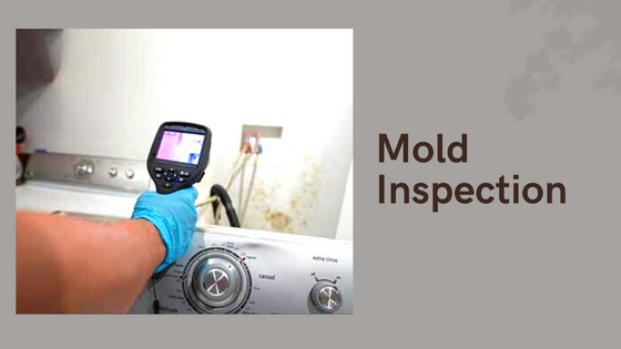 Do You Need A Mold Inspection in Charleston SC - What Are The Odds