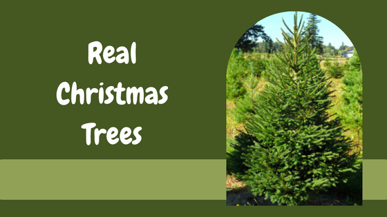 What Is A Premium Christmas Tree?